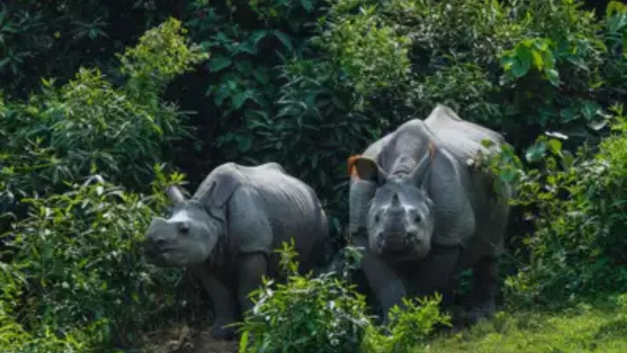 Kaziranga broke all records! Huge jump in the number of foreign tourists