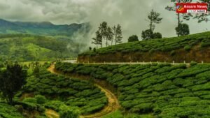 Greenfly attacks Assam and Bengal tea industry heavily, production affected