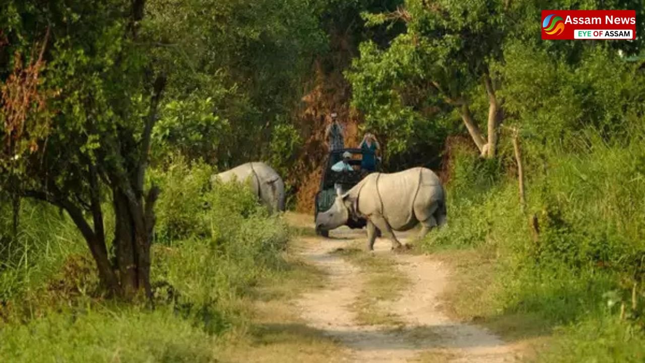 Kaziranga broke all records! Huge jump in the number of foreign tourists