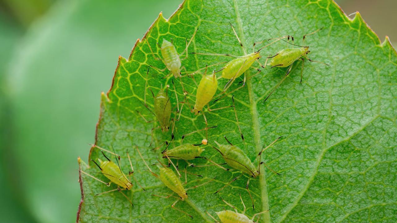 Greenfly attacks Assam and Bengal tea industry heavily, production affected