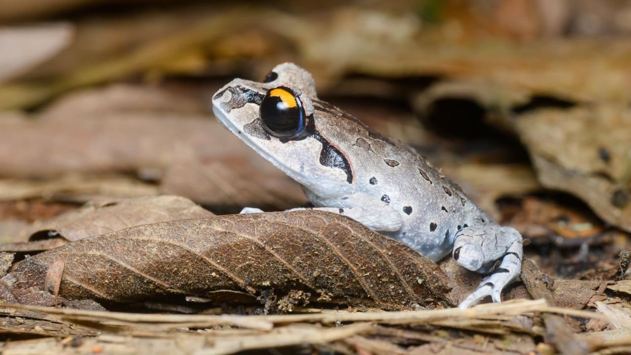 'Leptobrachium aryatium' hidden in the jungles of Guwahati: An exciting journey of a new discovery