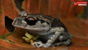 'Leptobrachium aryatium' hidden in the jungles of Guwahati: An exciting journey of a new discovery