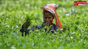 Assam's tea industry booms: Tea business booms, Guwahati Tea Auction Center breaks old records in 2024-25