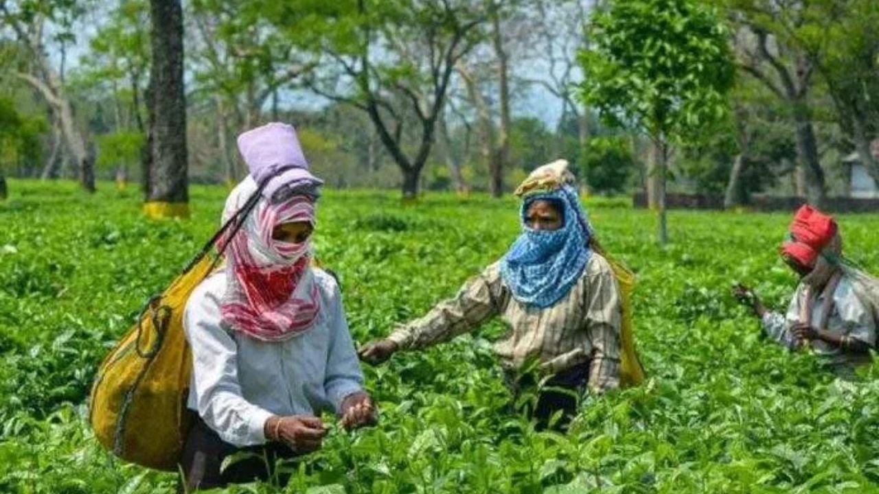 Assam's tea industry booms: Tea business booms, Guwahati Tea Auction Center breaks old records in 2024-25