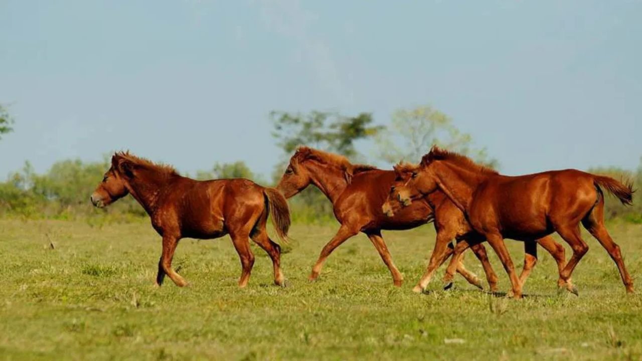 Assam News: NGT strict on decreasing number of feral horses, gives two weeks time to Assam government and central institutions
