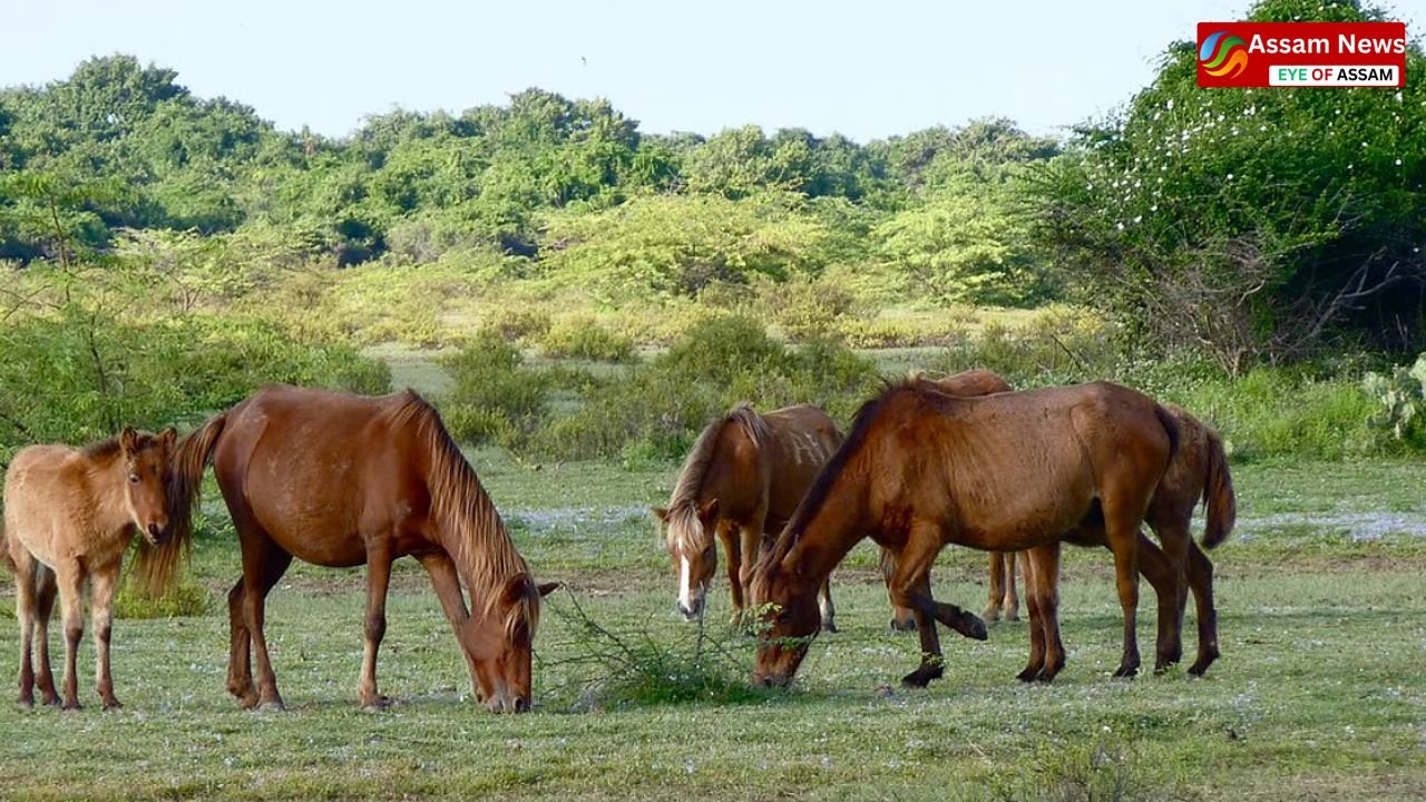 Assam News: NGT strict on decreasing number of feral horses, gives two weeks time to Assam government and central institutions
