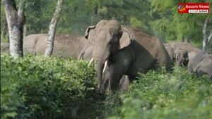 Wild elephant terror in Assam: 78-year-old elderly woman dies a painful death