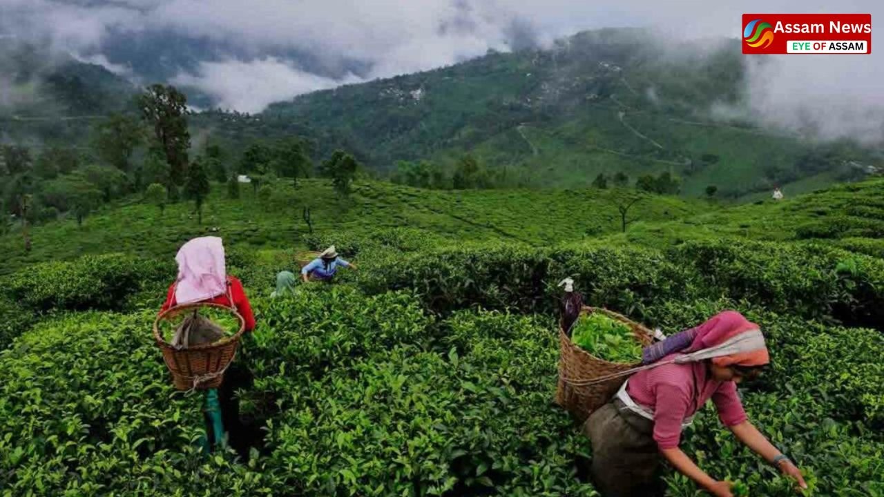 Assam tea needs to be recognised in the world again - will unity bring revolution?