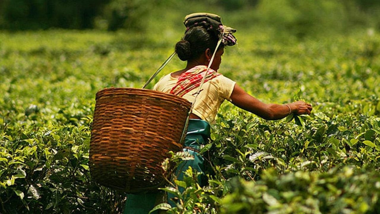 Assam tea needs to be recognised in the world again - will unity bring revolution?