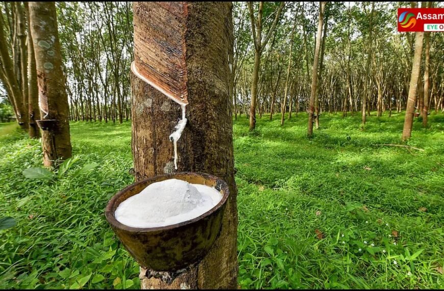 Assam: Rubber rules the silk fields! Is this game being played on government land?