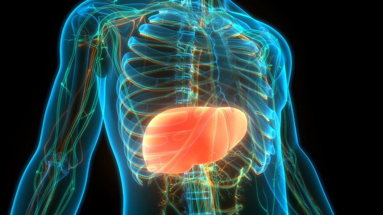 Liver is an important organ of the body which cleans toxic elements and medicines from the blood.