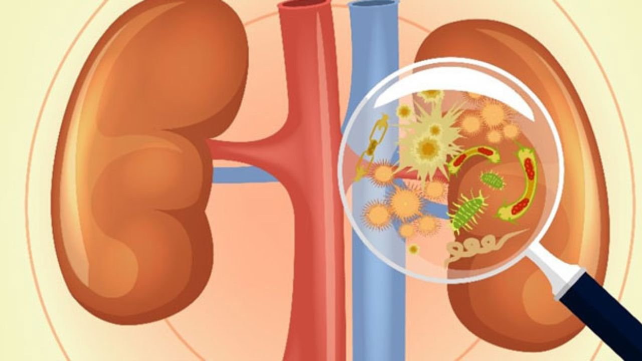 Kidney Infection: Why do women get more kidney infections? You will be surprised to know the reason