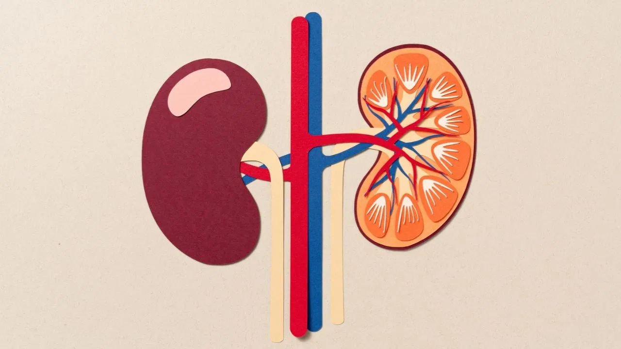 Kidney Infection: Why do women get more kidney infections? You will be surprised to know the reason
