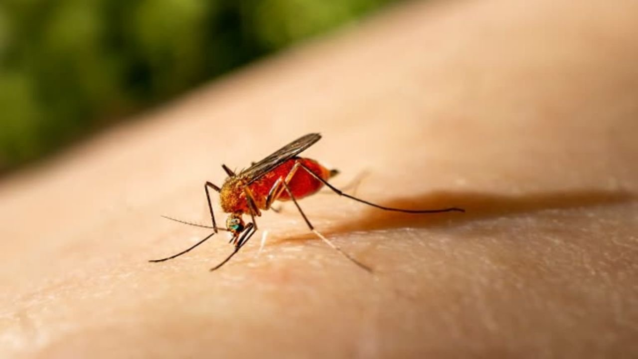 The danger of Chikungunya increases in the rain and the truth about severe joint pain! Know 5 easy remedies
