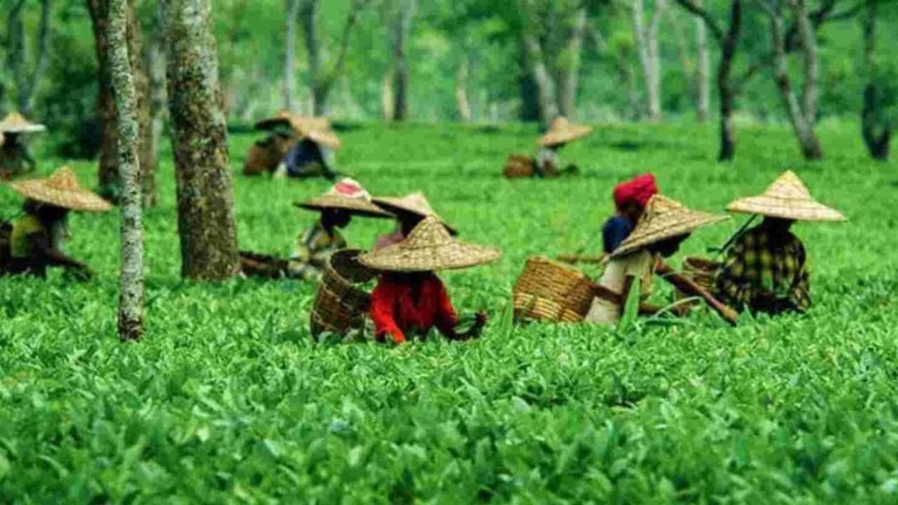 Assam Government's new scheme! Assam Government announced to launch Resting Facilities Scheme for Tea Workers in Cachar