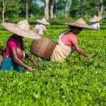 Assam Government's new scheme! Assam Government announced to launch Resting Facilities Scheme for Tea Workers in Cachar