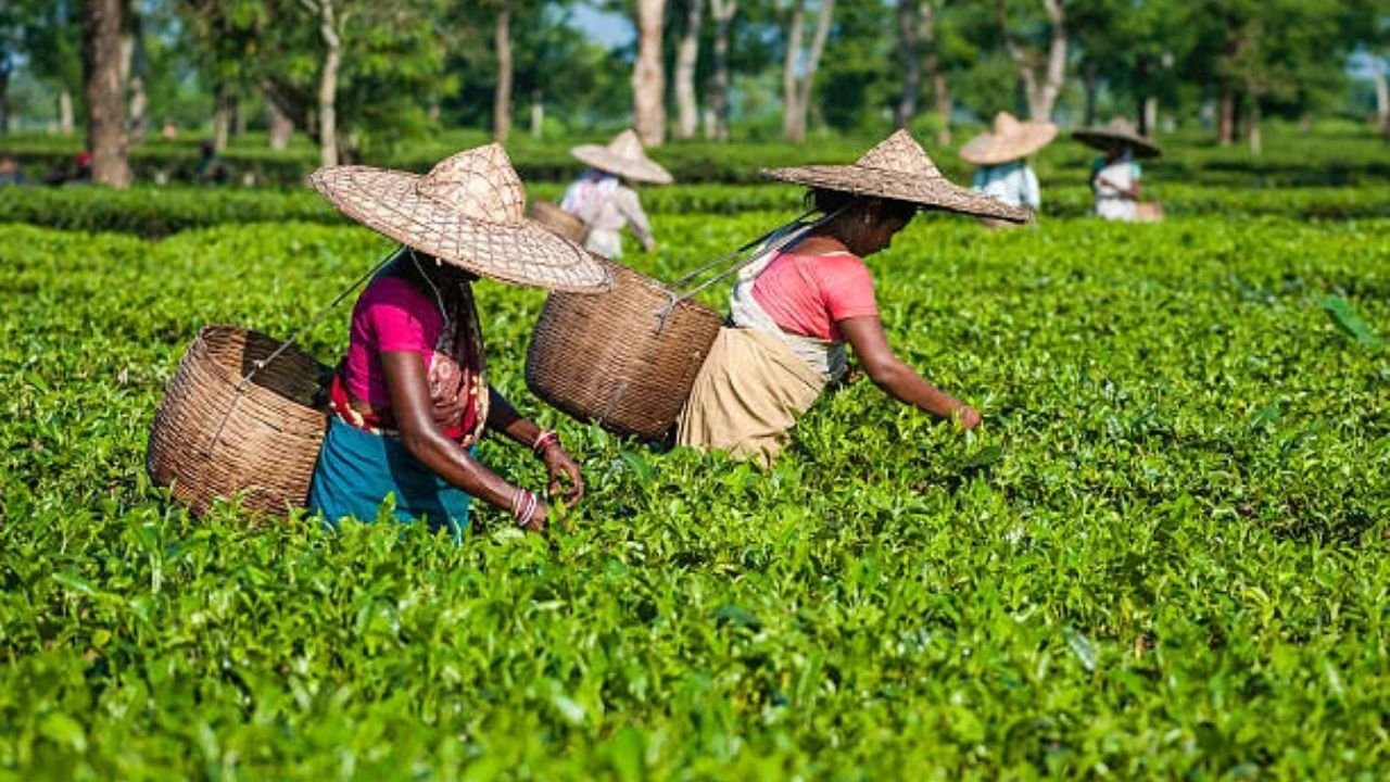 Assam Government's new scheme! Assam Government announced to launch Resting Facilities Scheme for Tea Workers in Cachar