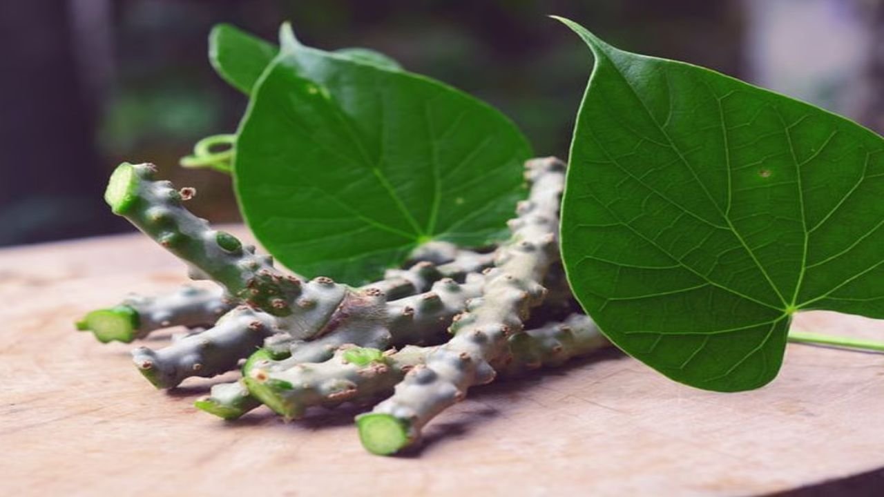 Giloy Leaves Benifits: Giloy leaves juice is a treasure of strength, know its amazing benefits