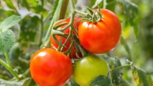 Harmful Effects of Tomatoes: Moderation is essential when consuming tomatoes; excessive consumption can be harmful.