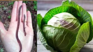 Brain Worm Symptoms: Experts Reveal How Brain Worm Eggs Enter Your Body Through Common Foods and Soil
