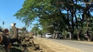 Assam Sees Massive Tree Felling for Infrastructure Projects Despite Government-Led Plantation Drives