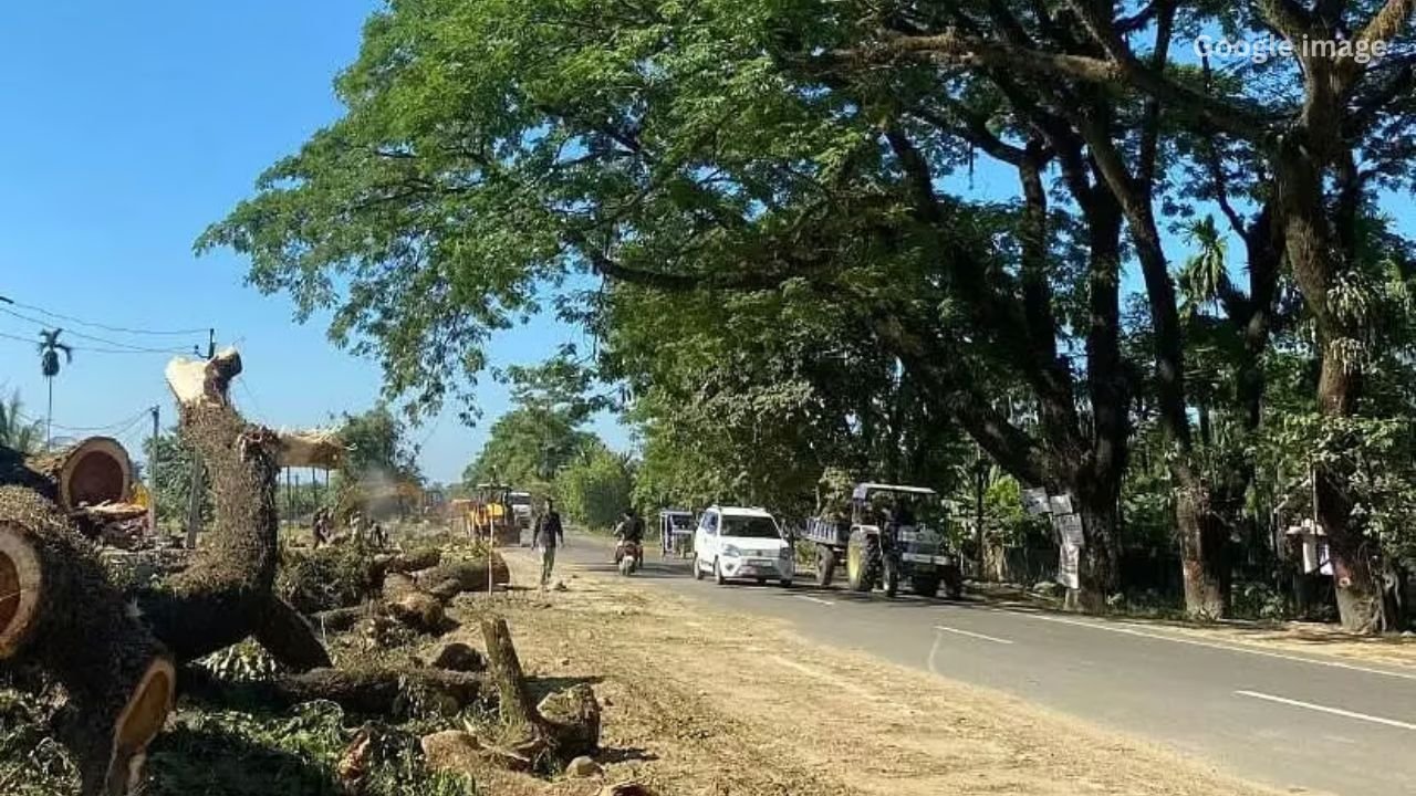 Assam Sees Massive Tree Felling for Infrastructure Projects Despite Government-Led Plantation Drives