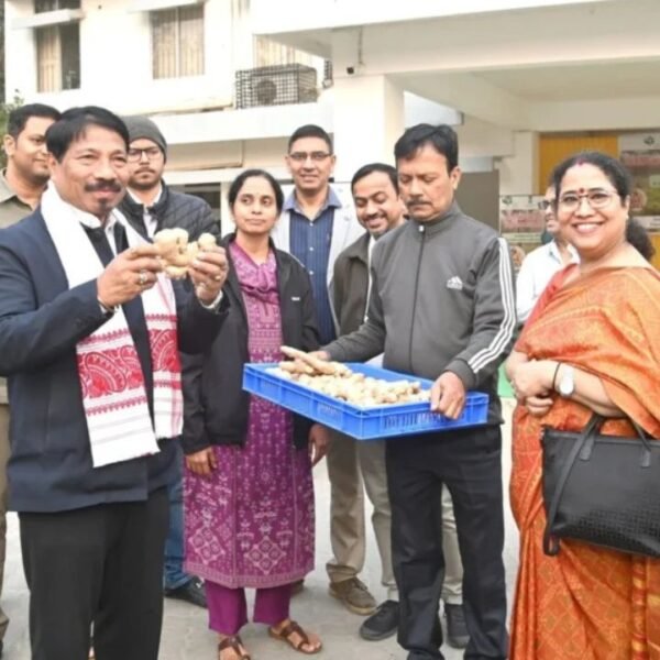 Assam Marks Historic Export of GI-Tagged Karbi Anglong Ginger to London