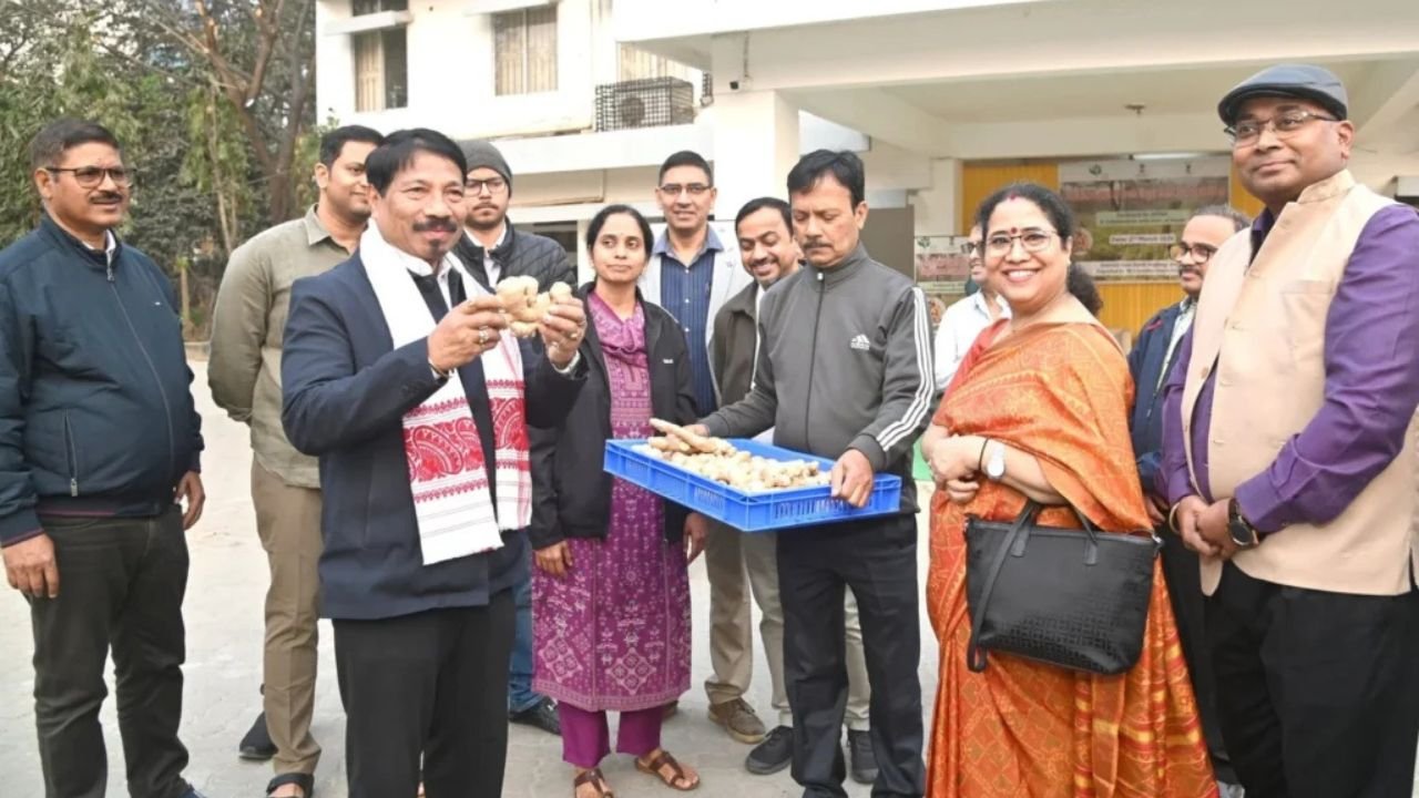 Assam Marks Historic Export of GI-Tagged Karbi Anglong Ginger to London