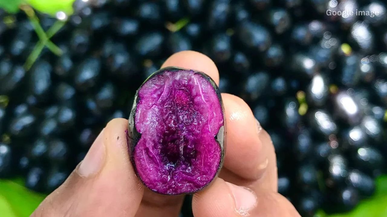 Consuming Jamun during the summer will have a remarkable effect on digestion, blood, and the skin.