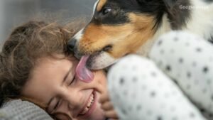 Dog licking an injury can spread serious viruses; learn about immediate preventive measures.