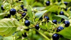 Makoy’s Secret Benefits: From Liver Detox to Respiratory Relief, You Need to Know