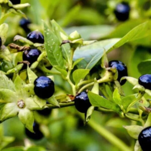 Makoy’s Secret Benefits: From Liver Detox to Respiratory Relief, You Need to Know