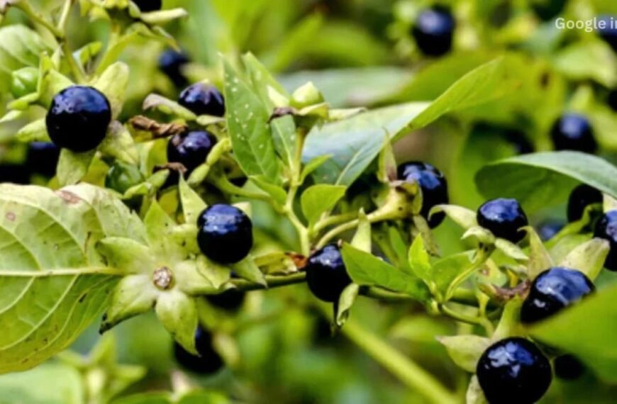 Makoy’s Secret Benefits: From Liver Detox to Respiratory Relief, You Need to Know