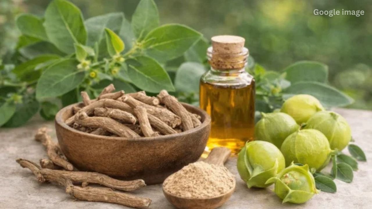 Ashwagandha Alert FSSAI Directs Companies to Use Roots Only Amid Safety Concerns